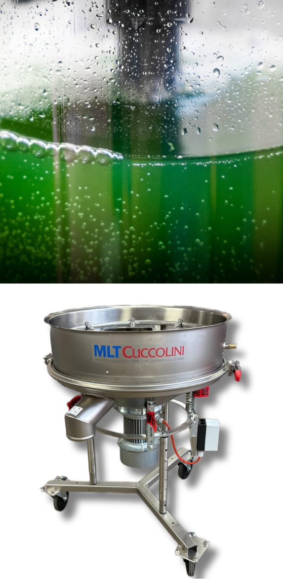 spirulina biomass in saltwater culture medium with freshwater spray rinsing (top) and MLT Cuccolini SHT-R mobile skid stainless steel vibrating sieve unit for salt removal and biomass concentration (bottom)
