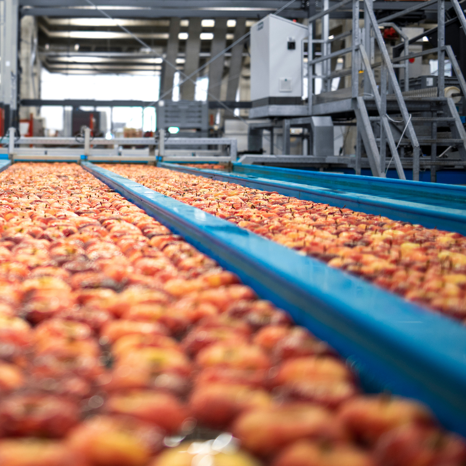 Industrial apple processing line with water channels transporting apples