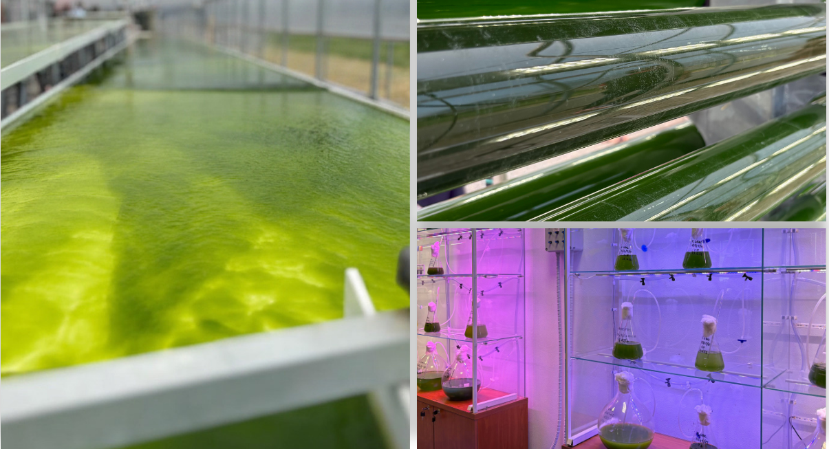 Microalgae cultivation systems: open raceway pond, tubular photobioreactors and laboratory flask cultures