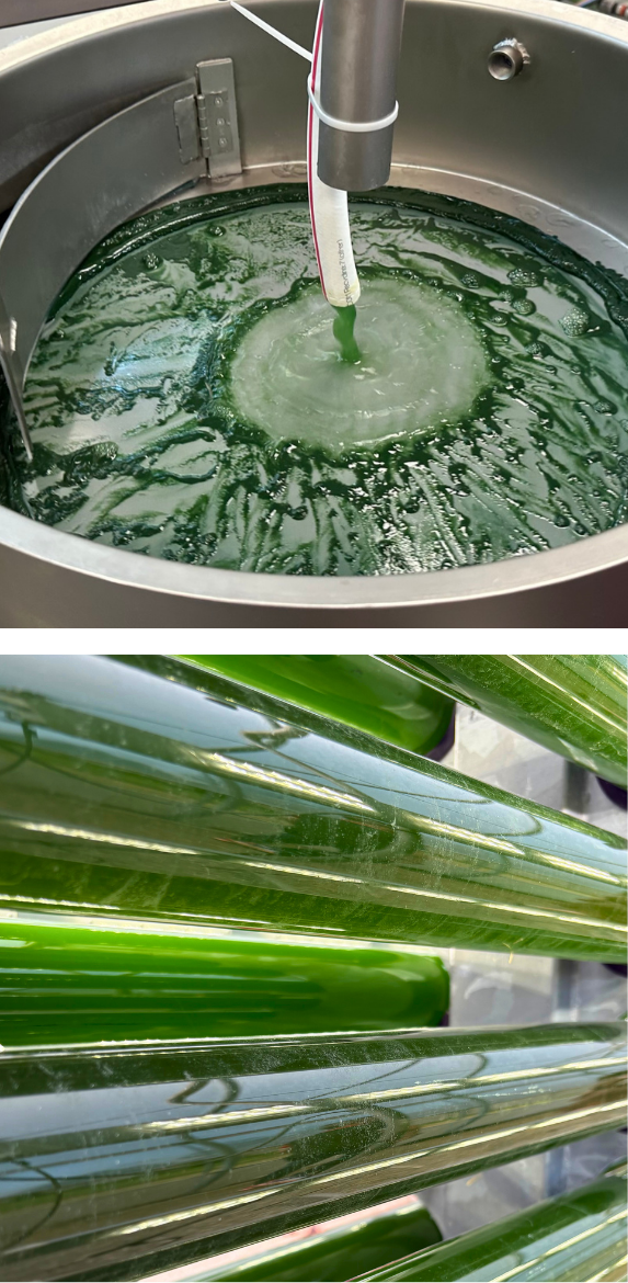 spirulina culture being fed into a stainless steel SHT unit (top) and spirulina biomass cultivation in photobioreactor tubes (bottom)